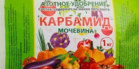 Urea (karbamid) za ribizle: u proljeće, ljeto, kako pravilno hraniti